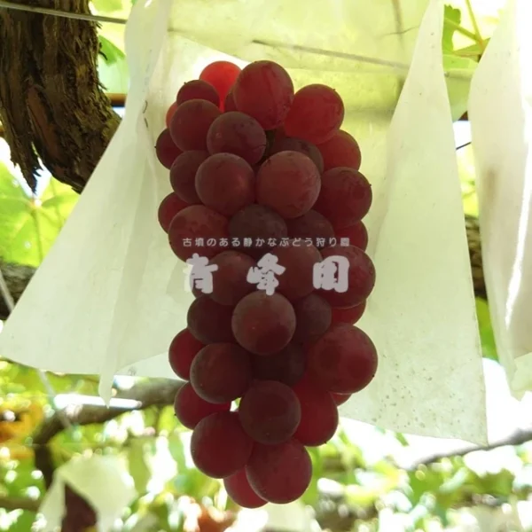 種なしデラ3kg